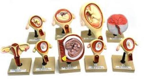 Pvc Medical Science Embryonic Development Anatomical Model