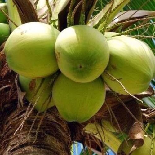 Natural Fresh Green Coconut - No Artificial Flavour, Organic Whole Husk, Large to Small Sizes, 354 Calories per 100g, High Water Content 90-95%