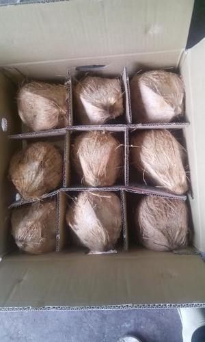 Light Brown Vietnam Fresh Mature Coconut