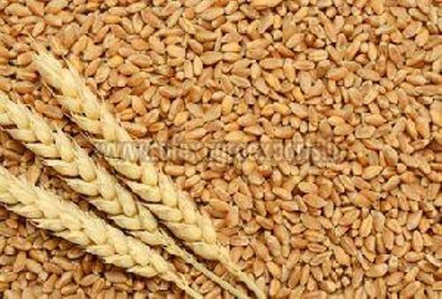 Fresh Organic Wheat Seeds