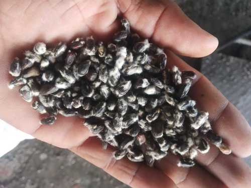 Organic Cotton Seeds For Animal Feed, High In Protein