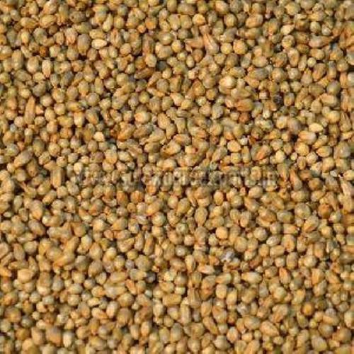 Organic Dried Pearl Millet Seeds