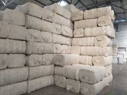 Organic White Cotton Bales