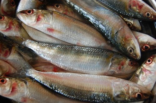 Biege Naymeen Fish Box at best price in Alappuzha