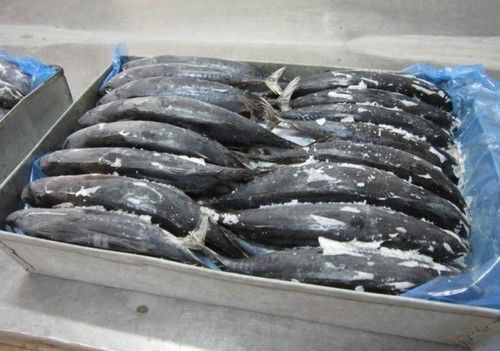 Bullet Tuna Frozen Fish