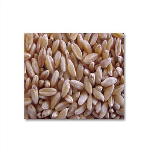 Chemical Free Durum Wheat