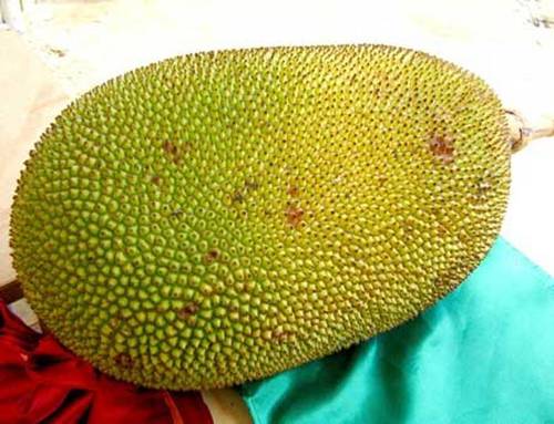 Farm Fresh Green Jackfruit  Shelf Life: 2 Week