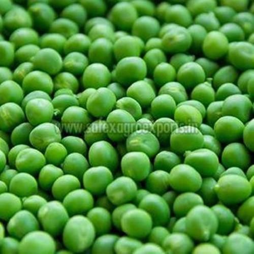 Fresh Green Peas in Jute Bag