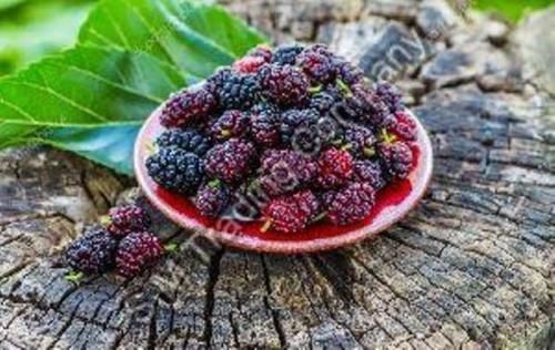 Fresh Mulberries in Plastic Bag