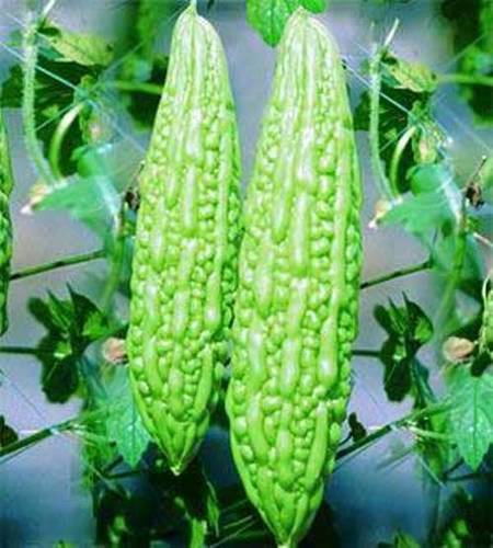 Green Color Bitter Gourd Shelf Life: 1-2 Week