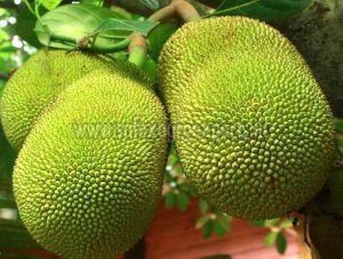 Green & Yellow Fresh Jackfruit 