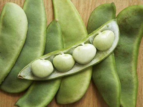 Hyacinth Bean (Valor Papdi) Shelf Life: 1-2 Week