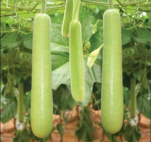 Hygienically Packed Fresh Bottle Gourd  Shelf Life: 1-2 Week