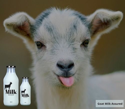 100% Pure Goat Milk Packaging: Bottle