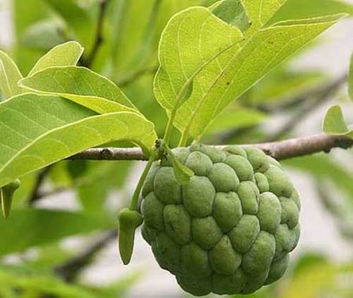 Green Farm Fresh Custard Apple 