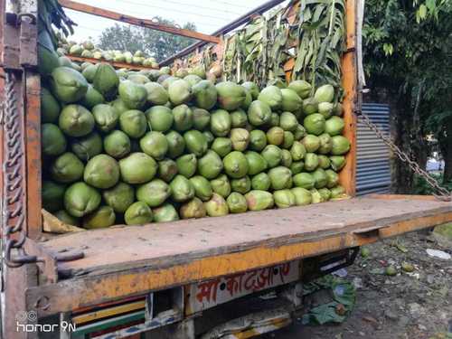 Organic Fresh Green Tender Coconut