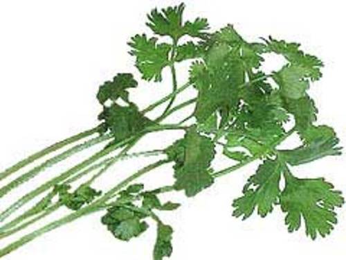 Green Fresh Coriander Leaves 