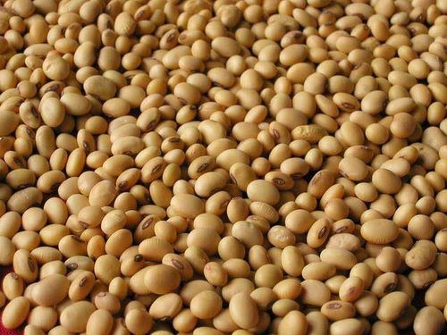 Natural Organic Soya Bean Seeds