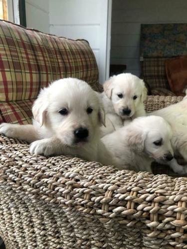 Alive Golden Retriever Dog