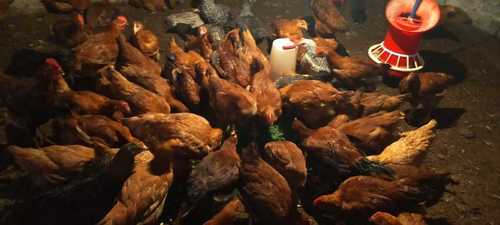 Colour Broiler Wholesale Price Poultry Farm Chicks