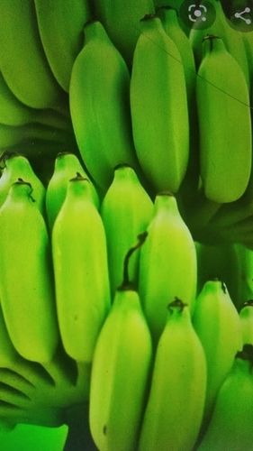 Green Banana - Premium Quality Raw Banana and Pulp Supplier, 10 Ton Minimum Order, Advance Payment Terms