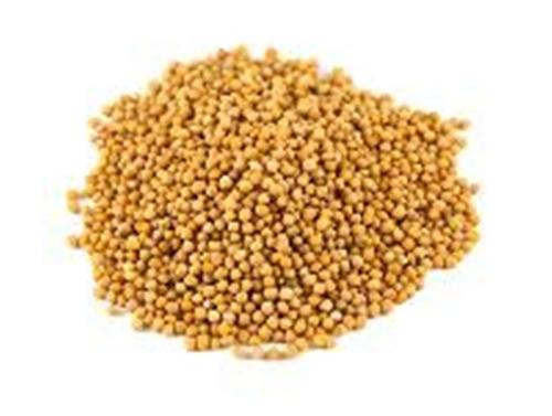 Light Yellow Organic Dried Mustard Seeds