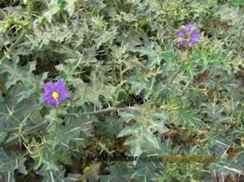 Green Color Solanum Xanthocarpum