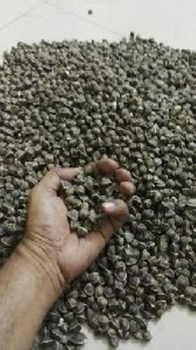 Organic Wingless Moringa Seeds