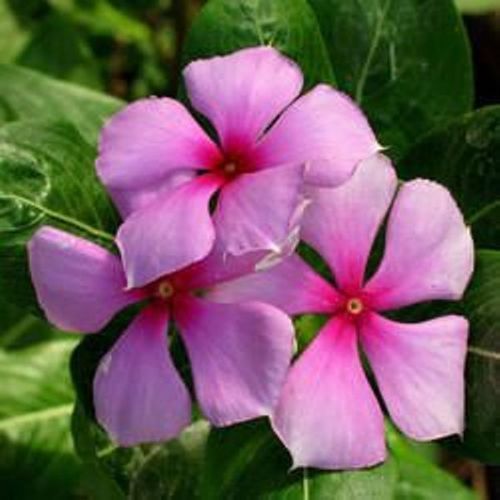 Pink Green Vinca Rosea