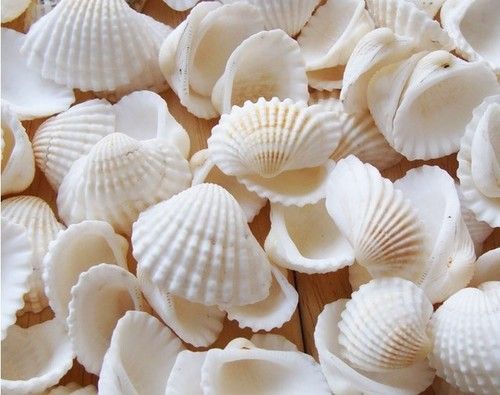 Pure Calcium Seashell Powder for Animal Feed