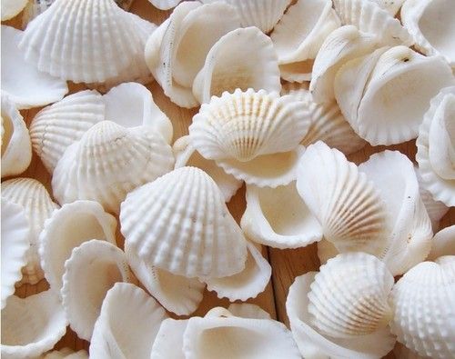 Pure Calcium Seashell Powder For Animal Feed Shelf Life: 24 Month Months