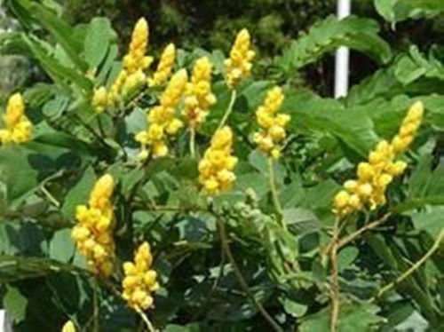 Yellow Color Cassia Alata