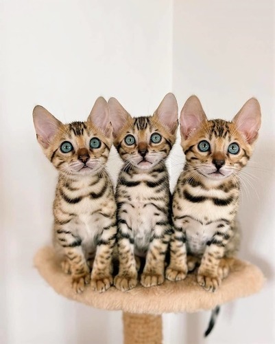 Bengal Cats At Best Price In Malappuram Kerala D2d Limitted