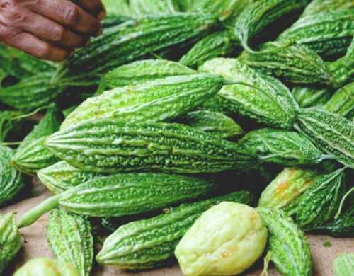 Green Fresh Bitter Gourd