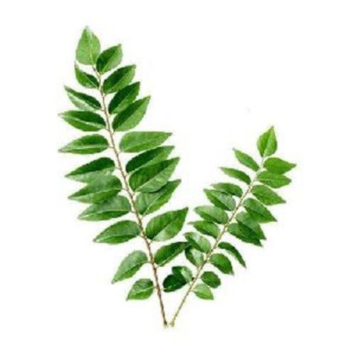 Green Fresh Curry Leaf