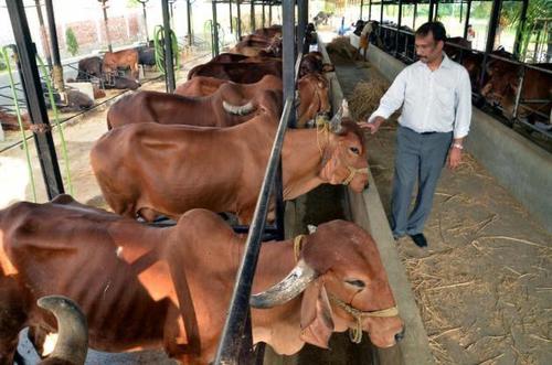 Healthy Gir Cow - 540 kg Weight, Shining Red to Spotted White Color | Ideal for Dairy and Farming Use