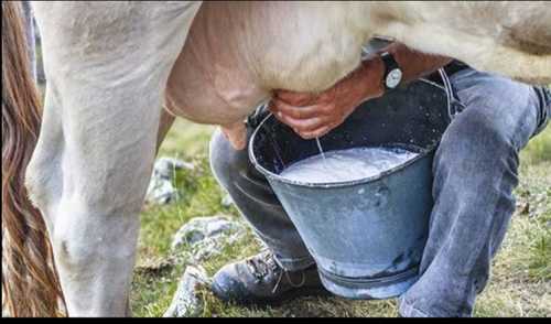 Hygienically Packed Cow Milk Age Group: Baby