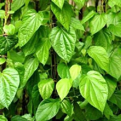 Green Organic Fresh Betel Leaves