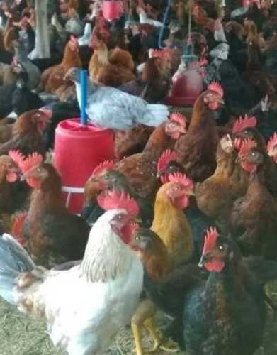 Assorted Rodail Chicken For Poultry Farming