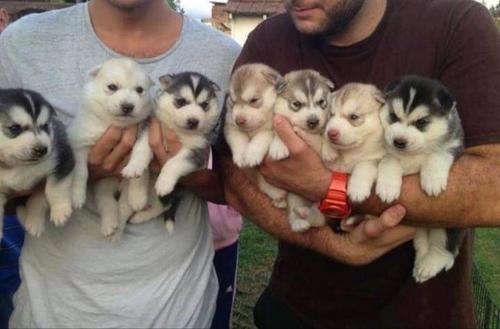 Siberian Husky Puppies 953 