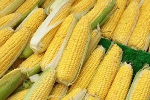 Yellow Fresh Sweet Corn