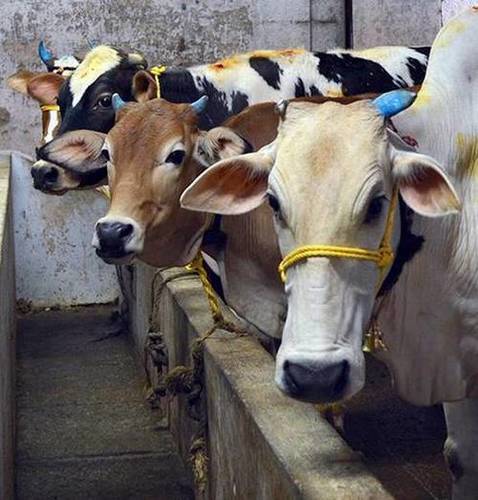 Alive Rathi Dairy Cow