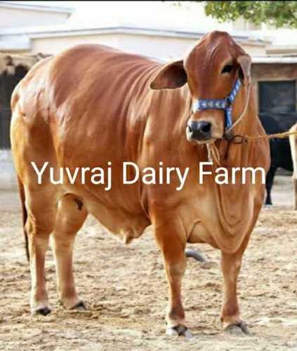 Brown Color Sahiwal Cow