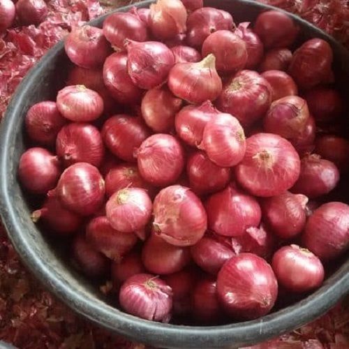 Organic Red Fresh Onion