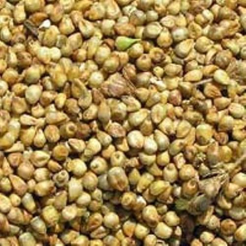 Brown Dried Millet Seeds