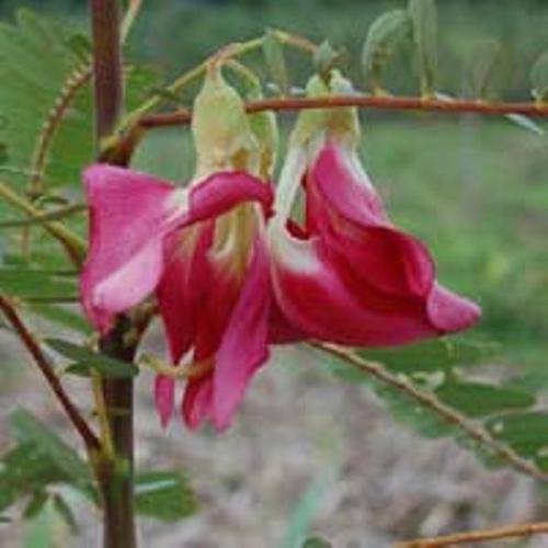 Sesbania Grandiflora with Dietary Fiber and Sugar