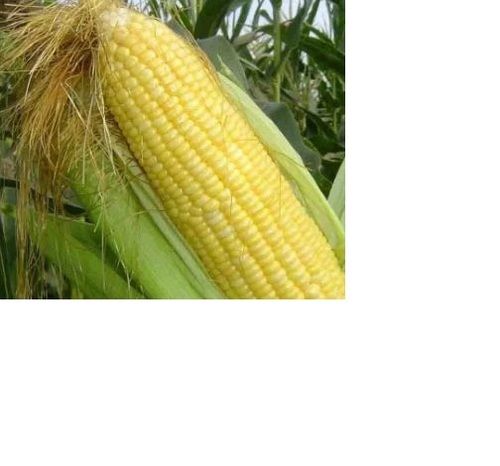 Frozen Corn With Sweet Taste