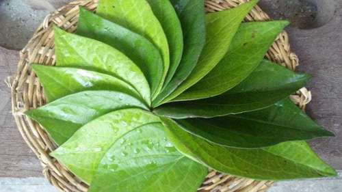 Betel Leaf - 0-5 Inches Length | Dark Green Color, Natural Drying Process, Easy To Grow, Fresh Style