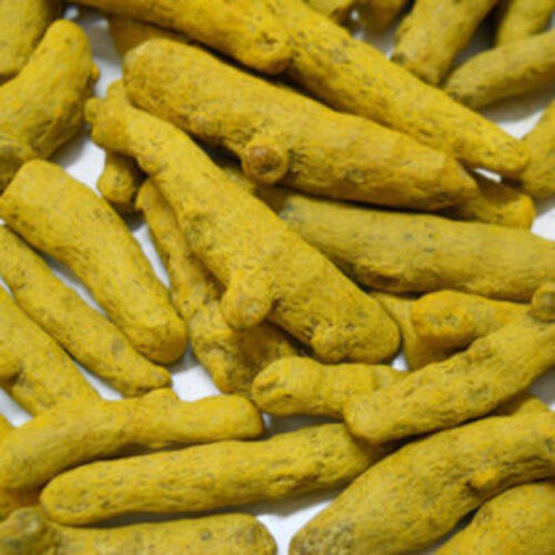 Natural Dried Turmeric Finger At Best Price In Thane Shivsrushti Exports