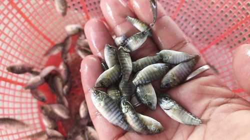 Monosex Tilapia Fish Seeds